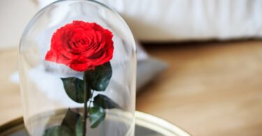 rosa la bella e la bestia