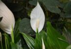 pianta con fiori bianchi