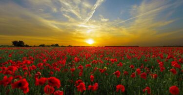 pianta con fiori rossi