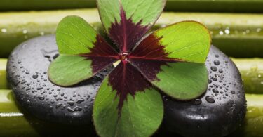 quadrifoglio portafortuna